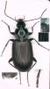 Agonum lugens
